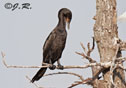 Phalacrocorax brasilianus